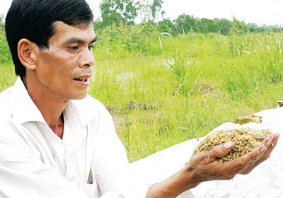 Several farmers in the Mekong Delta are anxious as traders refuse to buy wet rice (Photo: SGGP)